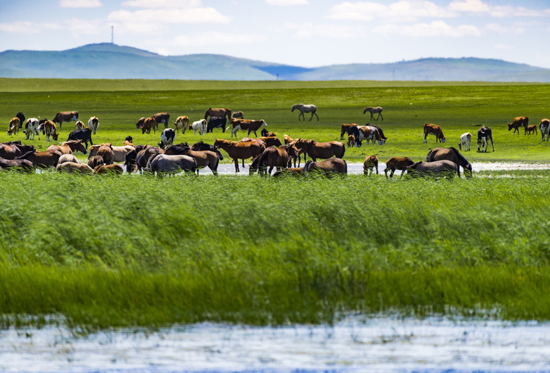 内蒙古草原繁荣与文化瑰宝探秘